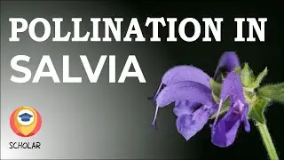 Unveiling the Lever Mechanism: Pollination in Salvia Explained | Tamil Explained | Class 12