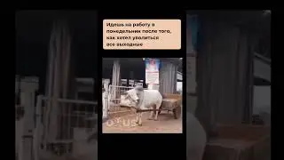 8000 уроков в IT  - бесплатно!