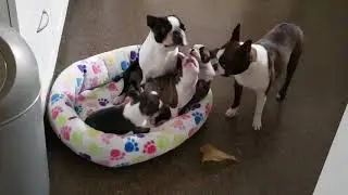 7 week old Boston Terrier puppies having fun!