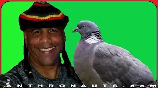 PIDGIN versus pigeon