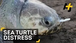This Sea Turtle Had A Big Plastic Fork Stuck Up Its Nose