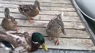 Duck feeding frenzy!!!