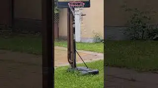 Skunk @ the Backyard #skunks #shorts #shortvideo #cute #reels #tiktok #youtubeshorts
