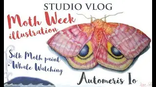 Moth Week Illustration Studio Vlog - With Whales