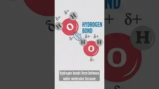 how hydrogen bonding works