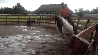 American Quarter Paint Horses - Leks Ranch Udon Thani Thailand