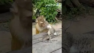 🐒😺 Monkey Gets Curious & Tries to Kiss a Cat! 💋😂#trending #shorts #funny shorts