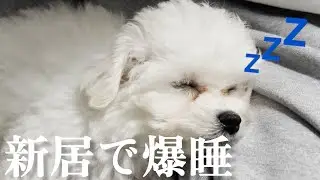 【ビションフリーゼ】しろくまくんに新居を建設しました