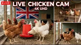Live Chicken Cam 🐔 Relaxing Backyard Chickens in 4K | Slow TV & Nature Sounds