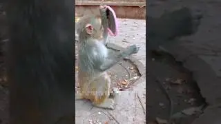 monkey funny 🤣 video comedy #sorts #viral