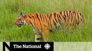 Indian villages&rsquo; dangerous coexistence with tiger reserves