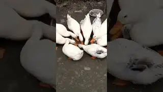 Cute Duck eating Food 💕 #shortvideo #trending #cuteducks #animallover #duck
