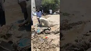 Buner After Flood | Flood in KPK | Ali Khan V-Logs #alikhanofficialpk #flood #kpkflood #swatflood