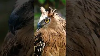 Buffy fish owl | Malay fish owl (ketupa ketupu) #shorts #owl