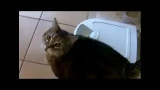 Fat Cat Music Video