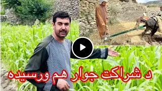 زموږه د شراڪت جوارو🌽 ڪښت ورسید 😍🤲🏻.                            (HAJI SAYED AHMAD SELAB)
