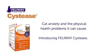Physcial health problems of cat anxiety - Cat Cystitis