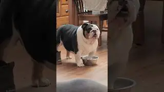 Dog's Hilarious Reaction After Being Told No Dinner! 😆 #dog #bulldog #funny #shorts #pets #trending
