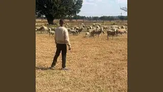 The Shepherd's Lullaby