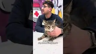 Kedinizde kabızlık varsa ne yapmalısınız? 😼 - #mahmutbaransahin