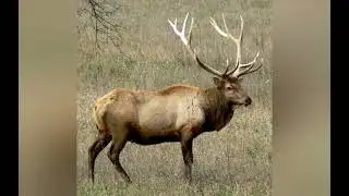 Elk sounds