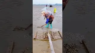 Mussel Harvesting || How to ||