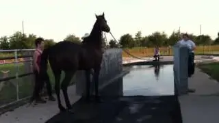 Horse swim