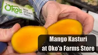 Mango Kasturi at Oko'a Farms (July & August)