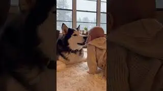Baby&rsquo;s Heartwarming Crawl to Hear Husky&rsquo;s Gentle Howl