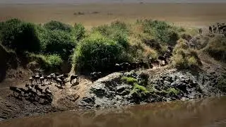 The Zebra-Wildebeest Alliance: Unlocking the Secrets of a Savanna Supergroup