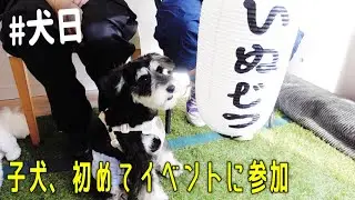 【犬日】初イベントで犬見知る子犬と独身男