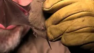 Texas Wild: Brazilian free-tailed bats