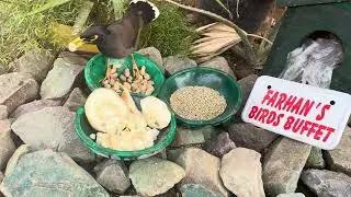 Common Myna Bird | Common Beautiful Myna Bird | Myna | Common Myna | Crow | Asian Crow |