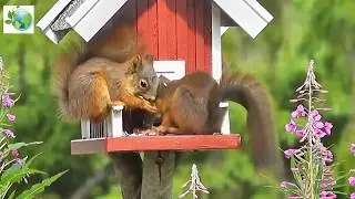 Gray squirrel. Sciurus vulgaris.