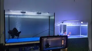 20/6/22 maxxim goldfish live bid