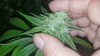 Black D.O.G and Zombie Kush Bloom Day 50 week 7. Mark