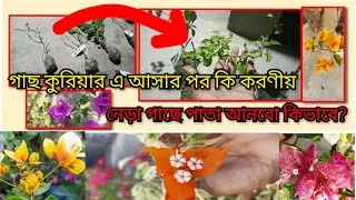 কুরিয়ার এ গাছ পাওয়ার পর কি করবো?? #bougainvillea #Bougainvillea Flower