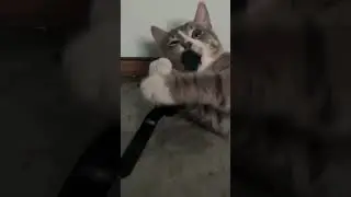 Cat and Apple Watch #pets #shorts #apple #applewatch  #cat