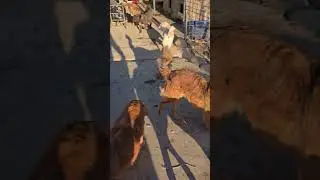 Сегодня  Ташкент #приюткарипиди #помощьбездомным  #приютдляживотных 5614 6822 1928 2581