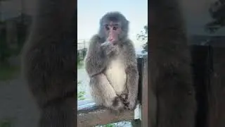Tourist's Cigarette Offering Violently Rejected by Primate