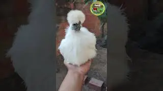Gallina sedosa de Jap&oacute;n... (Silkie) #rural #campo #agricultura #campesinos #ganaderia #ganaderos