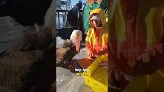 Fisherman Feeds Bald Eagle in Exchange for Friendship🥹😅 #animals