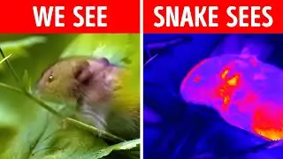 Insane Animal Facts Science Class Didn't Teach You