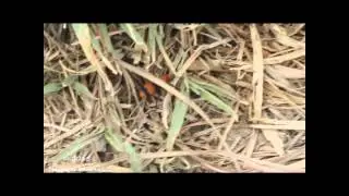 Velvet Ant - this one is Dasymutilla occidentalis