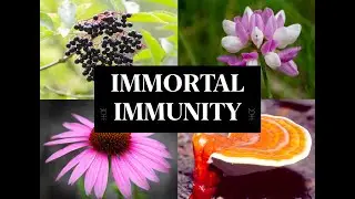 IMMORTAL IMMUNITY - Plant Medicine Collection