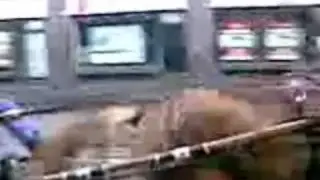 Sauro a Picanello