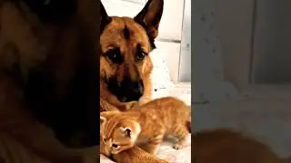 🐾 Watch as this gentle German Shepherd #germanshepherd #amazingdogs #dogsworld ❤️