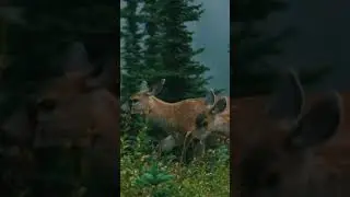 Beautiful Deers ❤️ Shorts #short #deer #deercheerup #amazing #nature