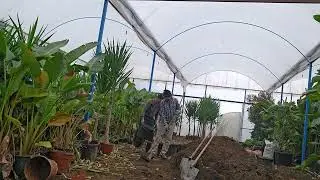 Greennhouse .Repotting a yucca plant.  Serada Yuka bitkisi ve starli&ccedil;e..