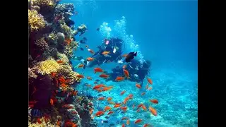 Pigeon Island is a great place to learn beginner scuba diving training contact +94775111948